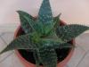 Aloe saponaria b syn. Aloe maculata.JPG